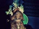 JayJay1
