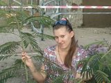 samira20