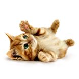 С праздником коханая