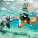 совершаю подводную морскую прогулку в компании дельфина