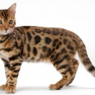 Tallida wish list item 1 thumbnail