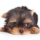 Маленького друга