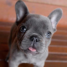 French Bulldog Blue
